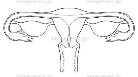 無料 女性 器